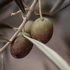 Olive - Squalane Végétal (N° 212) - 100% Pur