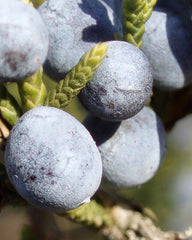 Huile Essentielle de Baies de Genévrier (n° 152)